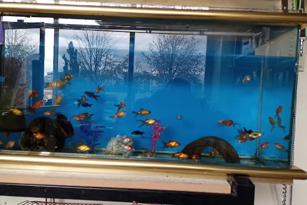 Elit Petshop - Resim 14