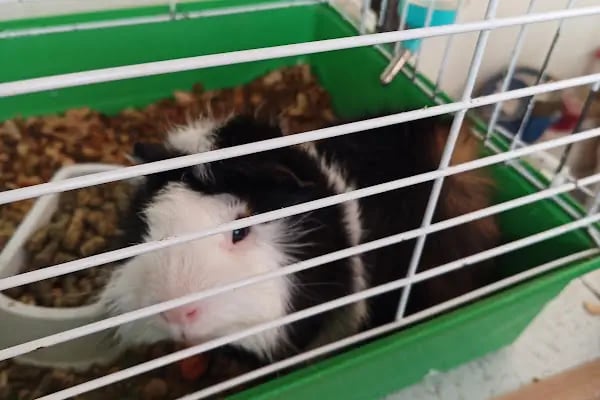 Elit Petshop - Resim 8