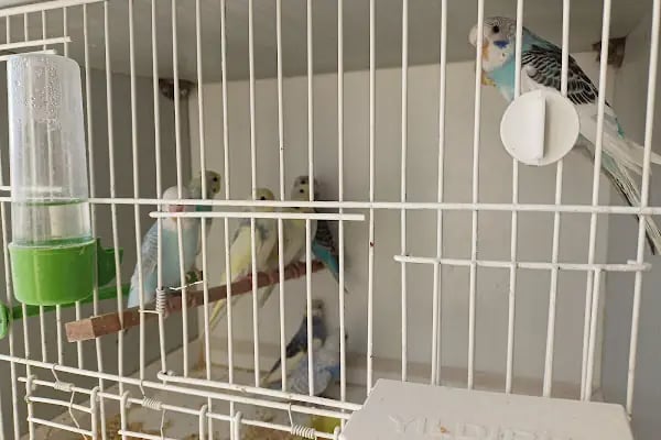 Elit Petshop - Resim 16