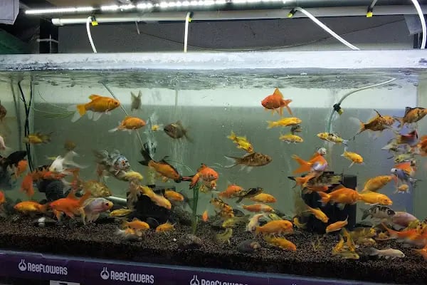 Kayahan Petshop (Akvaryum Balık Avm) - Resim 1