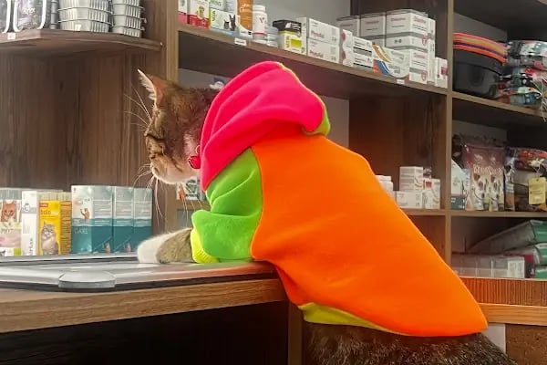Bahçelievler Veteriner Kliniği | Bambi Veteriner - Resim 14