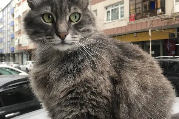 Bahçelievler Veteriner Kliniği | Bambi Veteriner - Resim 20