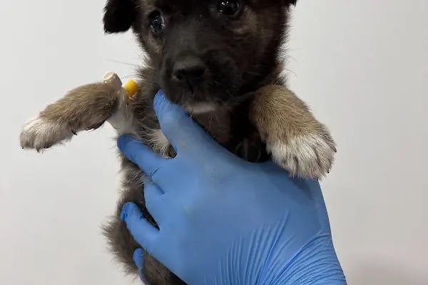 Bahçelievler Veteriner Kliniği | Bambi Veteriner - Resim 6
