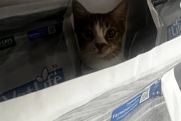 Bahçelievler Veteriner Kliniği | Bambi Veteriner - Resim 7