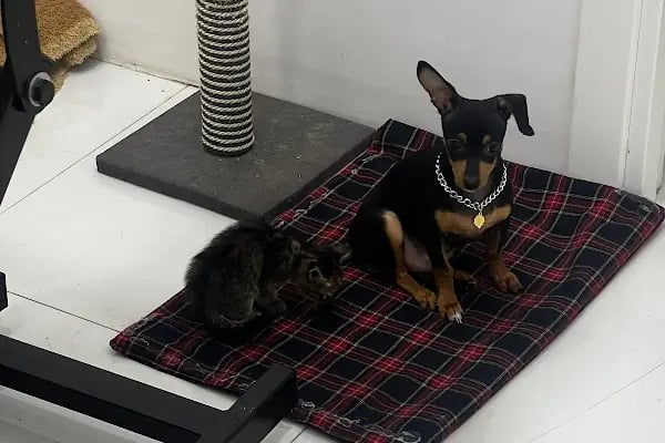 Bahçelievler Veteriner Kliniği | Bambi Veteriner - Resim 18