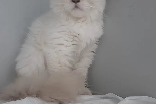 Bahçelievler Veteriner Kliniği | Bambi Veteriner - Resim 10
