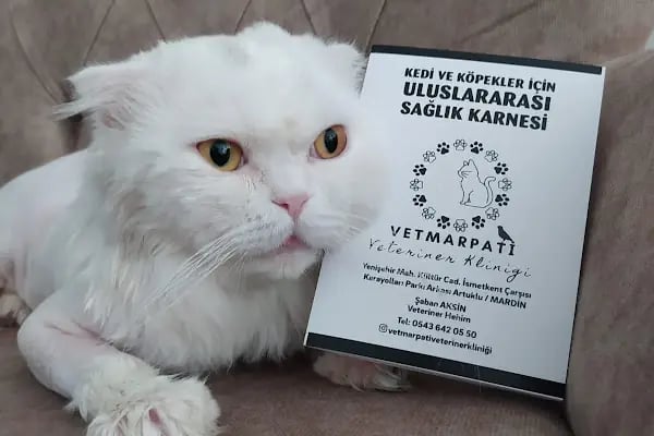 VETMAR PATİ VETERİNER KLİNİĞİ - Resim 19