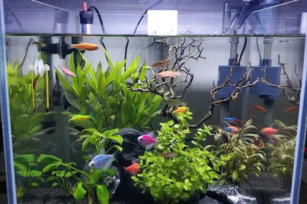 Ortadoğu Akvaryum ve Pet Shop - Resim 15