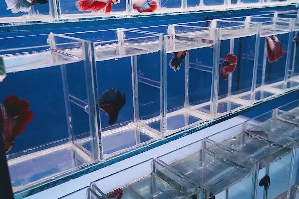 Ortadoğu Akvaryum ve Pet Shop - Resim 13