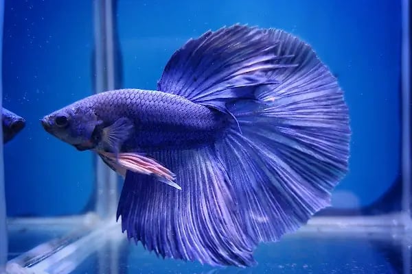Ortadoğu Akvaryum ve Pet Shop - Resim 7