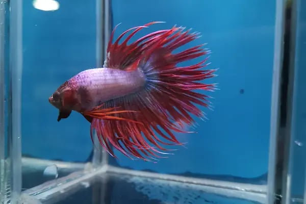 Ortadoğu Akvaryum ve Pet Shop - Resim 19