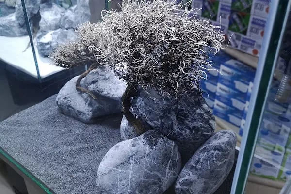 Ortadoğu Akvaryum ve Pet Shop - Resim 6
