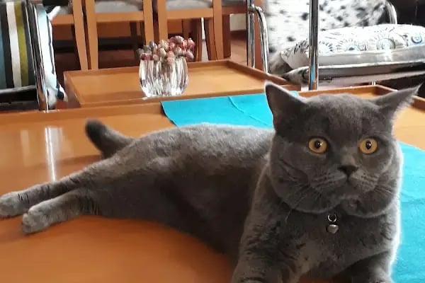 Ortadoğu Akvaryum ve Pet Shop - Resim 20
