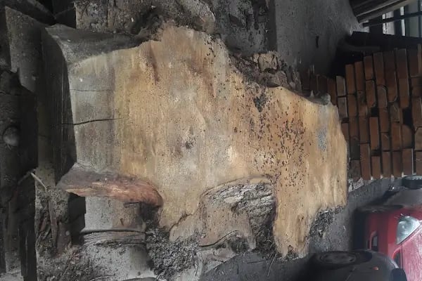 Akça Orman Ürünleri - Resim 12
