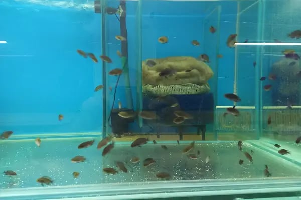 Eren petshop - Resim 8