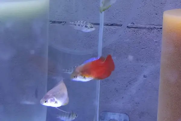 Eren petshop - Resim 16