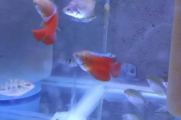 Eren petshop - Resim 13