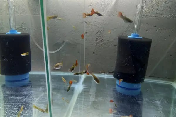 Eren petshop - Resim 7