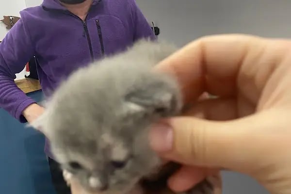 Vetbros Veteriner Kliniği - Resim 18