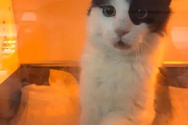 Vetbros Veteriner Kliniği - Resim 10