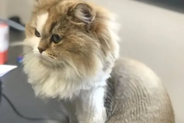 Vetbros Veteriner Kliniği - Resim 2