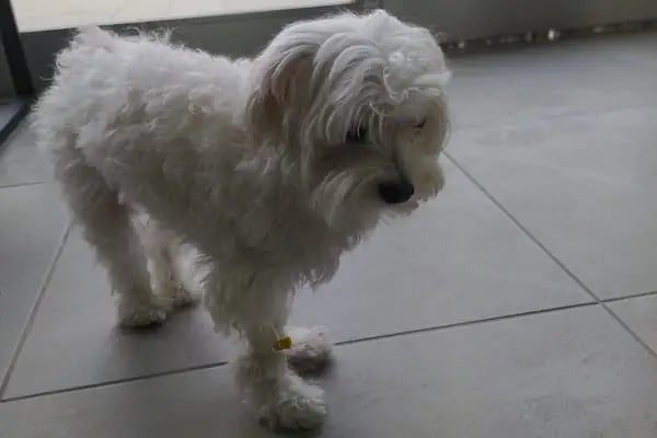 Vetbros Veteriner Kliniği - Resim 9