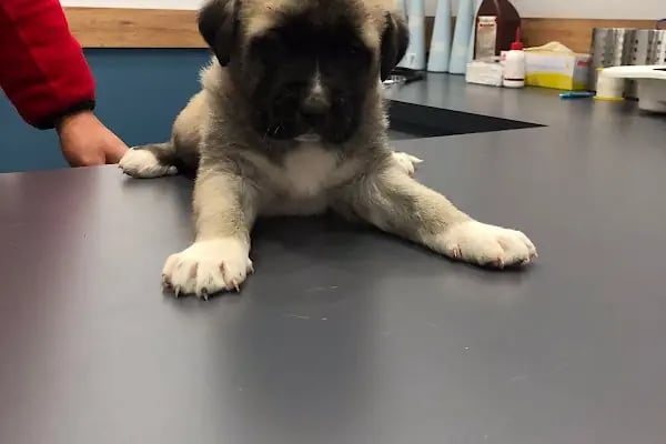 Vetbros Veteriner Kliniği - Resim 6