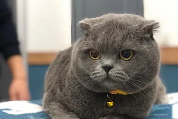 Vetbros Veteriner Kliniği - Resim 1