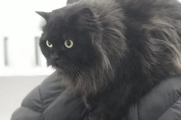 Vetbros Veteriner Kliniği - Resim 12