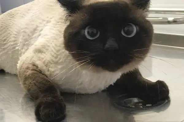 Vetbros Veteriner Kliniği - Resim 17