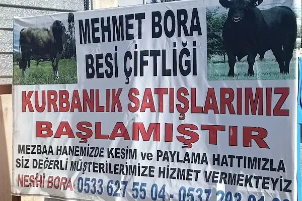 Mehmet Bora Besicilik - Resim 6
