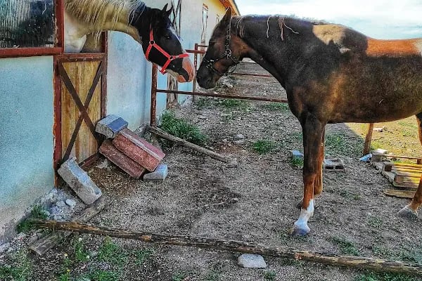 Peştanlı At Çiftliği - Resim 20