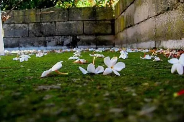 Güneşli Parkı - Resim 19