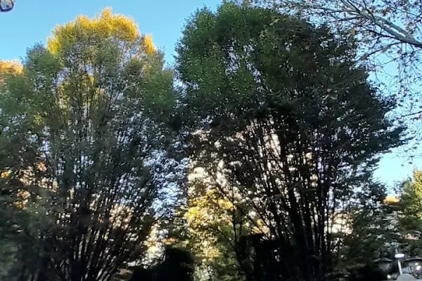 Güneşli Parkı - Resim 3