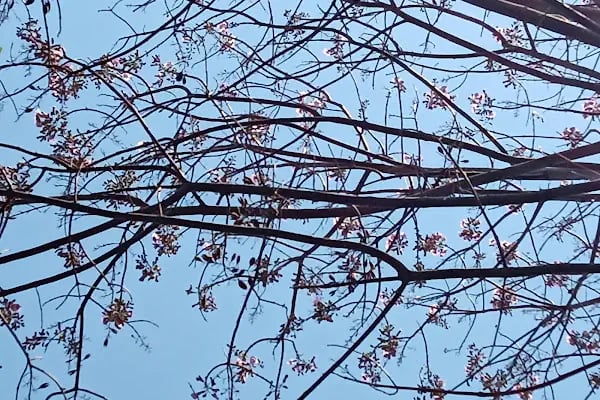 Güneşli Parkı - Resim 4