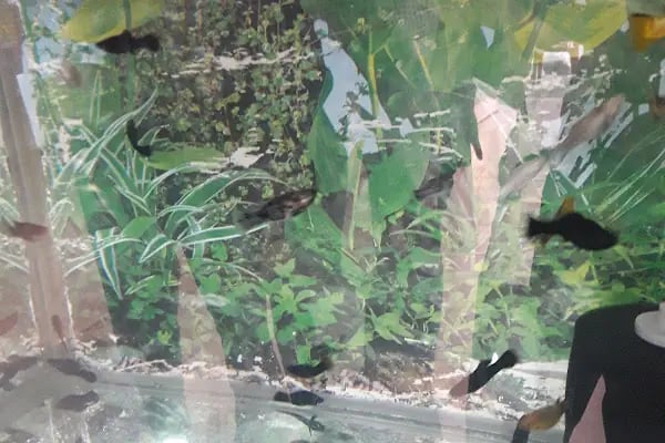 Alatay pet shop - Resim 17