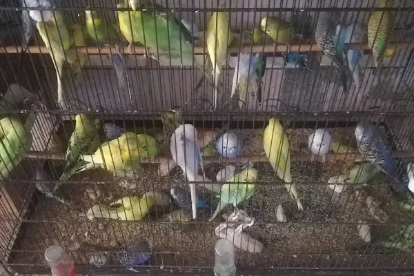 Alatay pet shop - Resim 9