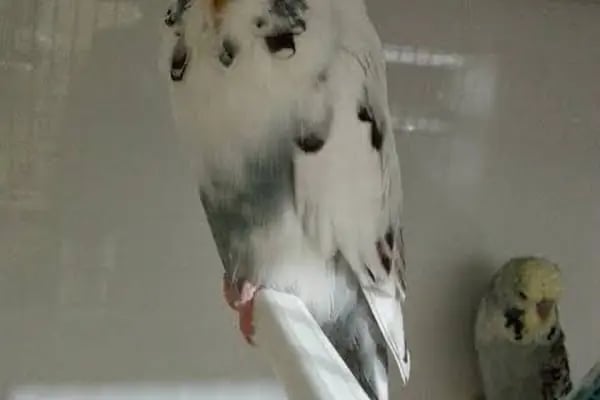 Alatay pet shop - Resim 7