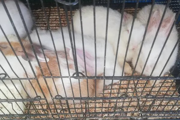 Alatay pet shop - Resim 14
