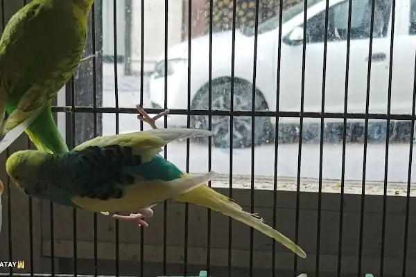 Alatay pet shop - Resim 20