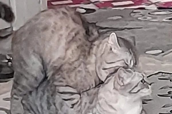Alatay pet shop - Resim 10