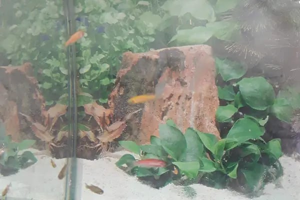 Alatay pet shop - Resim 11