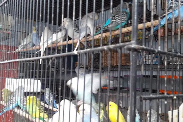 Alatay pet shop - Resim 18