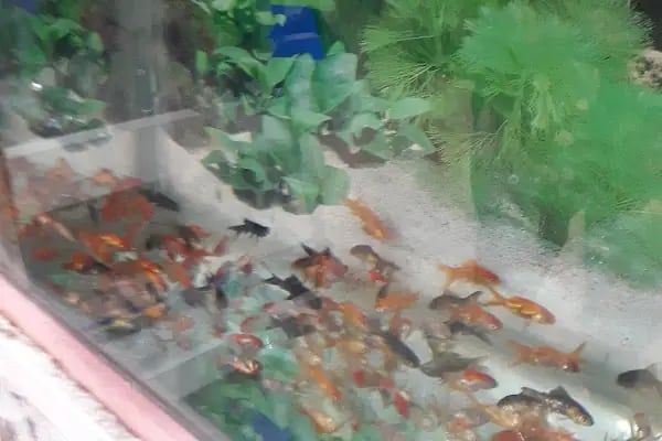 Alatay pet shop - Resim 8