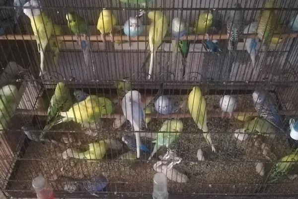Alatay pet shop - Resim 6