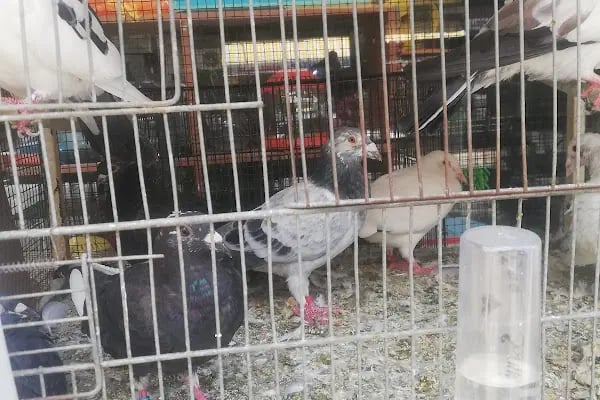 Alatay pet shop - Resim 3