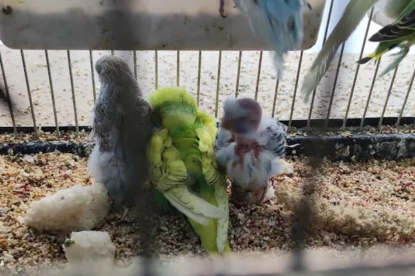 Alatay pet shop - Resim 4