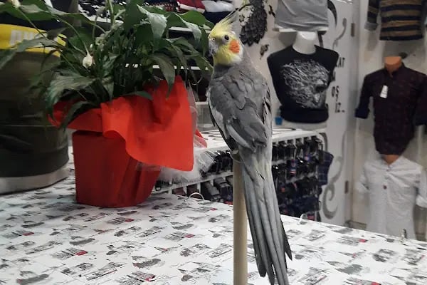 Alatay pet shop - Resim 16