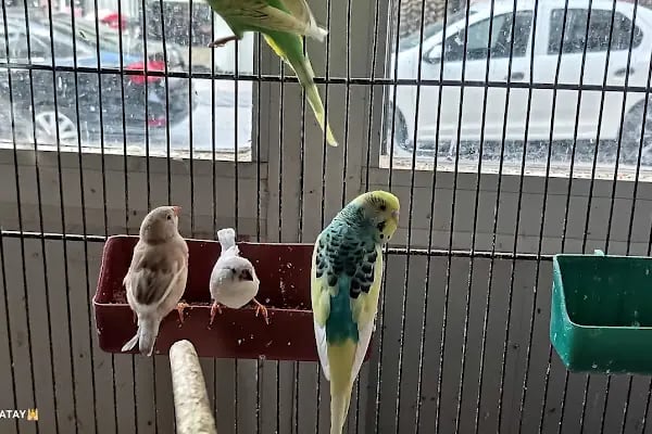 Alatay pet shop - Resim 12