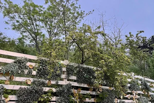 Real Garden - Resim 4